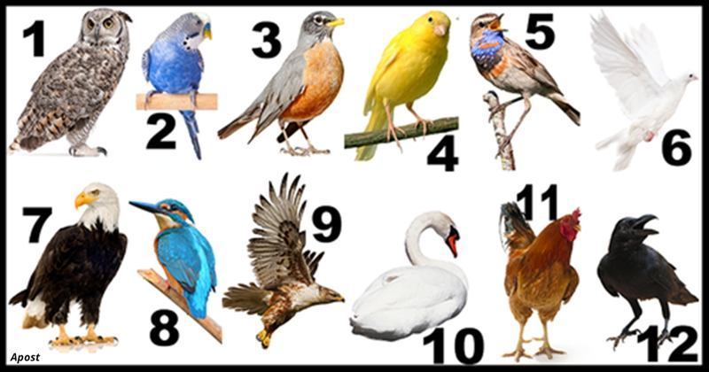 Коя птица е вашето второ Аз – птичи хороскоп